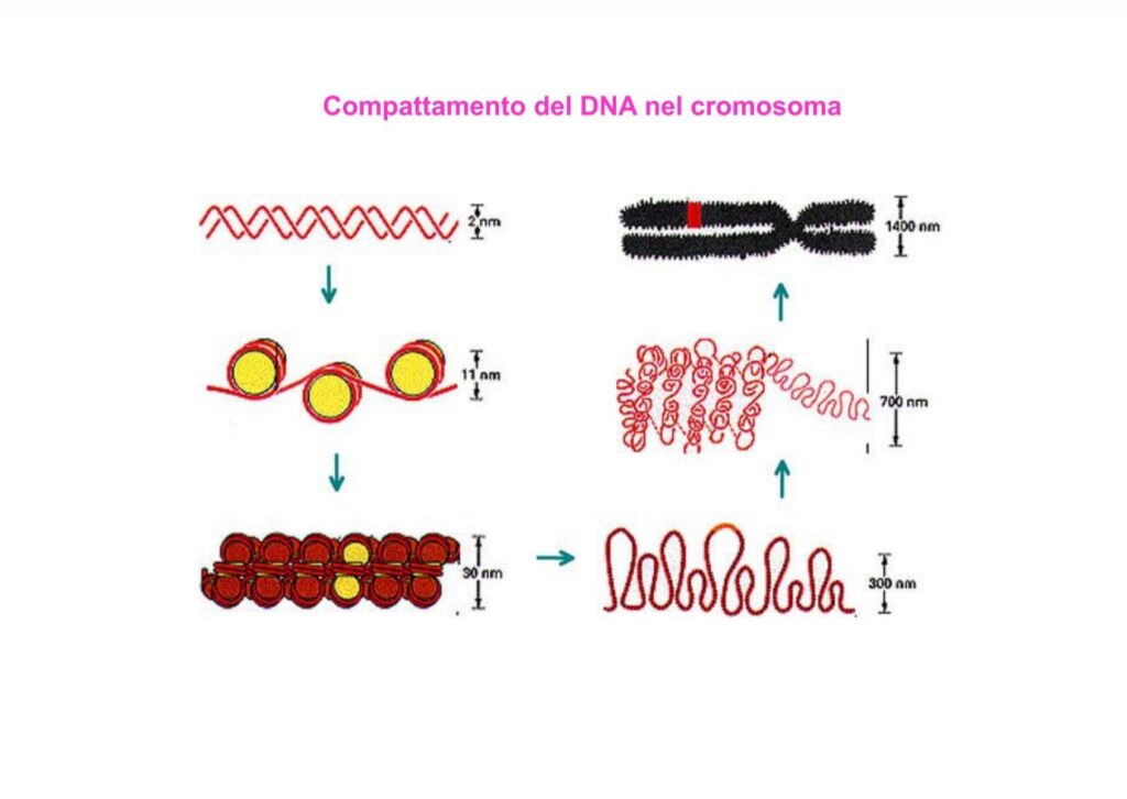 Quali differenze ci sono tra la traduzione chimica e quella biologica?