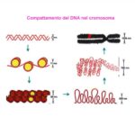 Quali differenze ci sono tra la traduzione chimica e quella biologica?